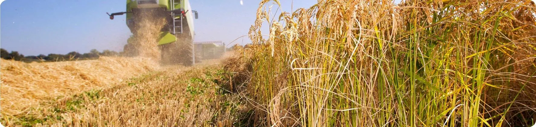 Machine s'occupant de champs de riz Machine s'occupant de champs de riz