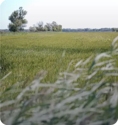 Champ de riz Champ de riz