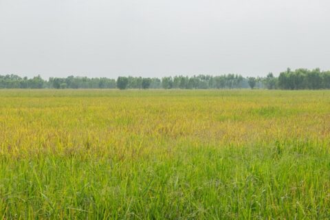 riziculture Camargue